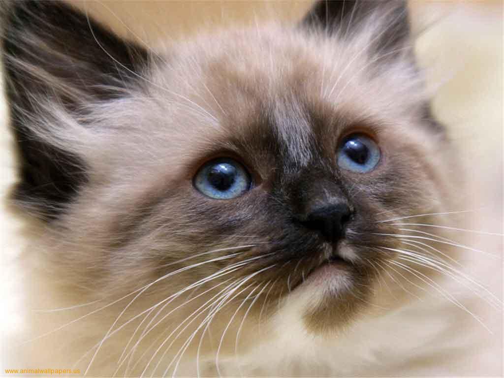 Cute Siamese Kittens Wallpaper Image