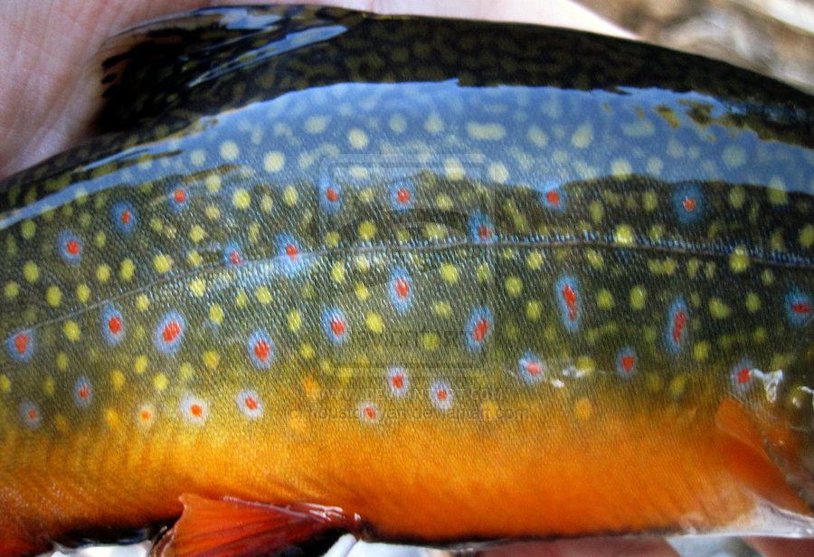 Brook Trout Skin Brookie Fish by houstonryan 900x616
