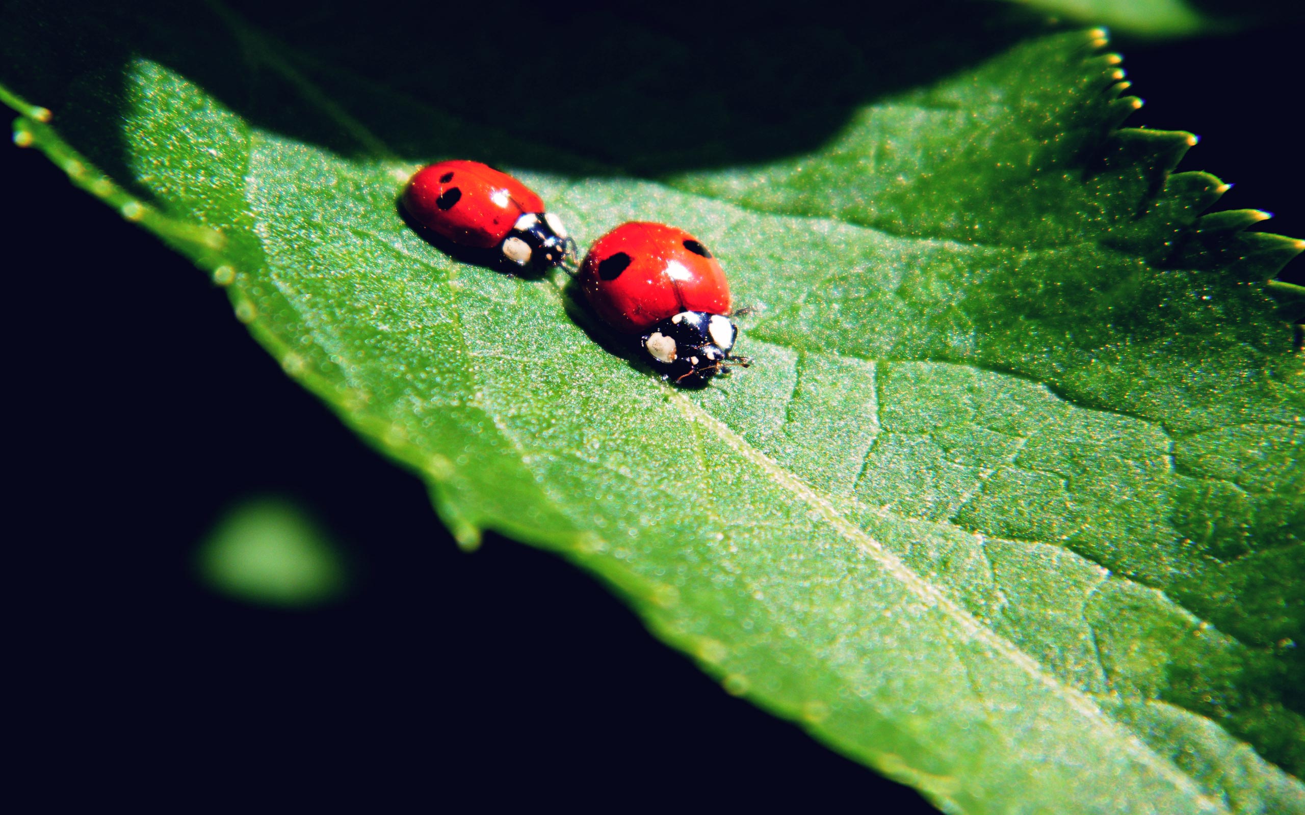 Ladybug Puter Wallpaper Desktop Background