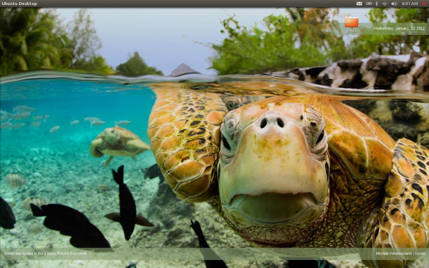 Green Sea Turtle Bora