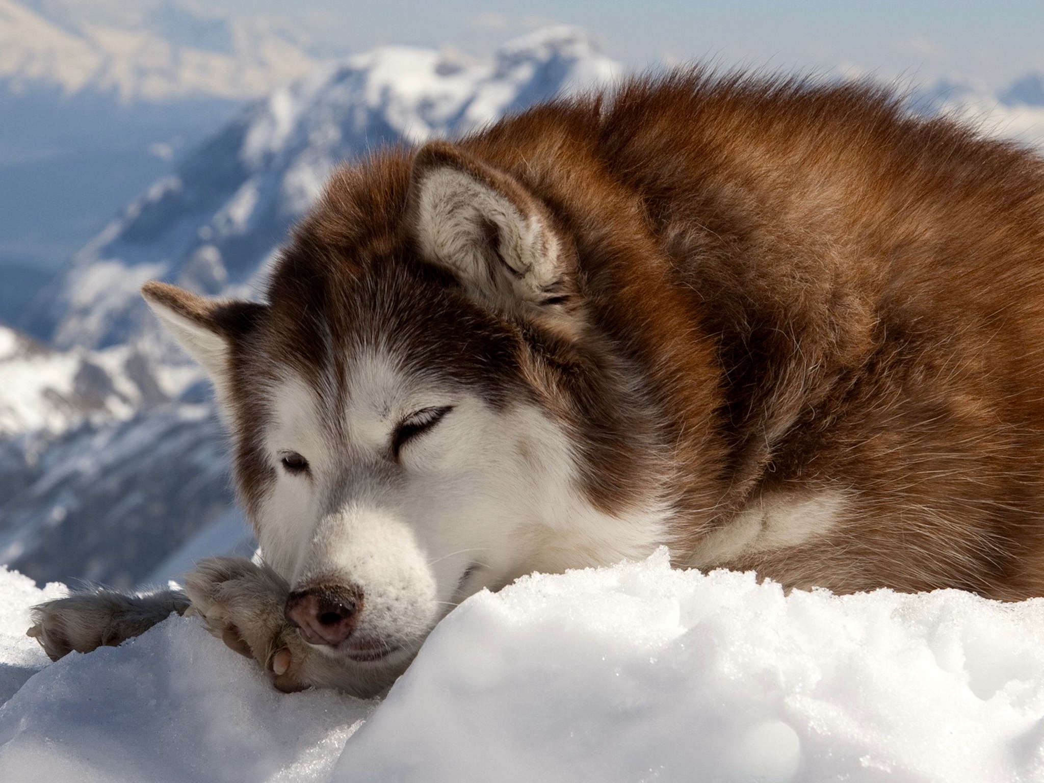Siberian Husky HD Wallpaper Dog S