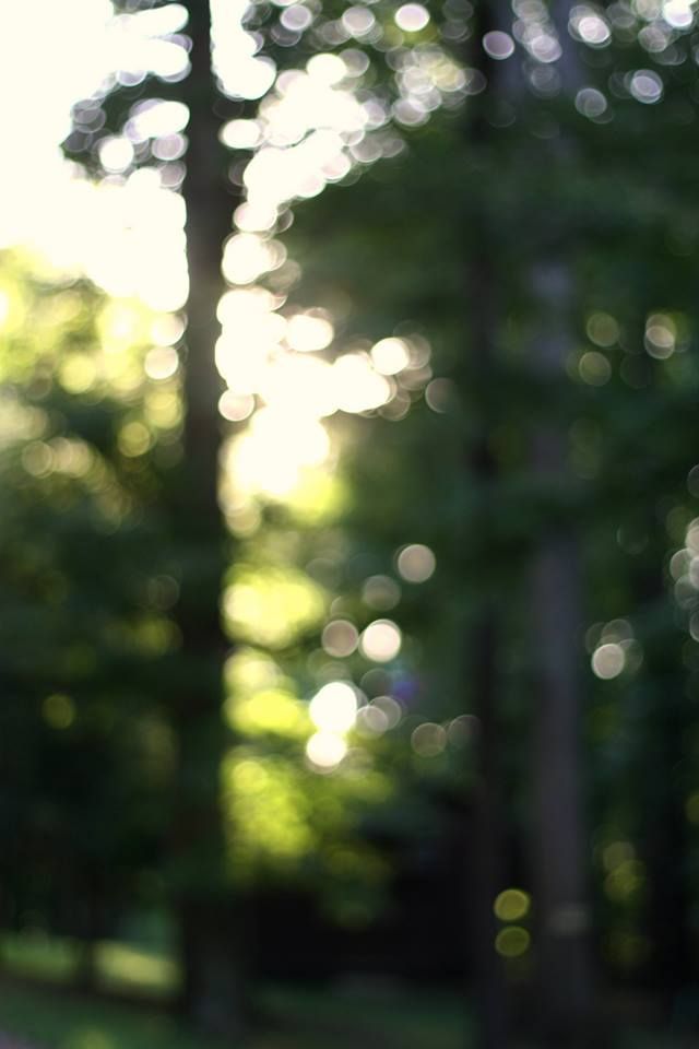 Woodsy Bokeh Dslr Background Image For Photography