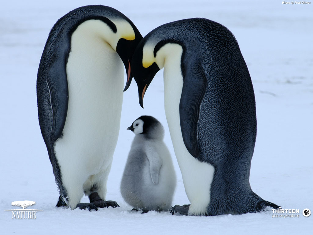 K Penguins Lessons Tes Teach