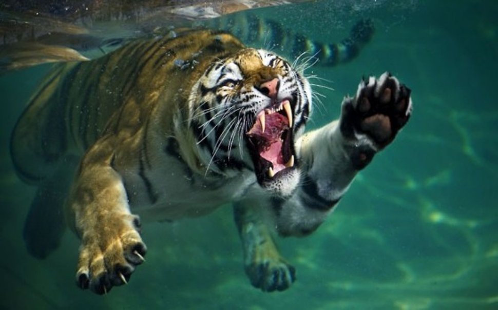 Tiger Under Water Wallpaper