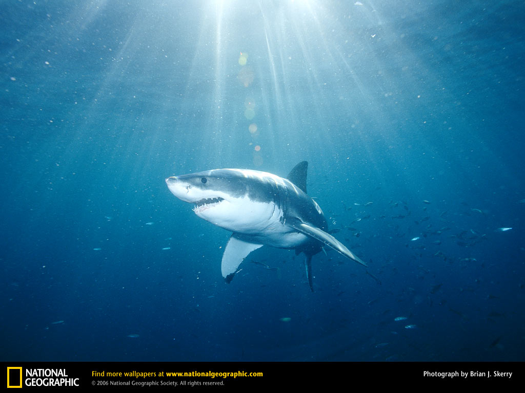Great White Shark Picture Great White Shark Desktop Wallpaper Free