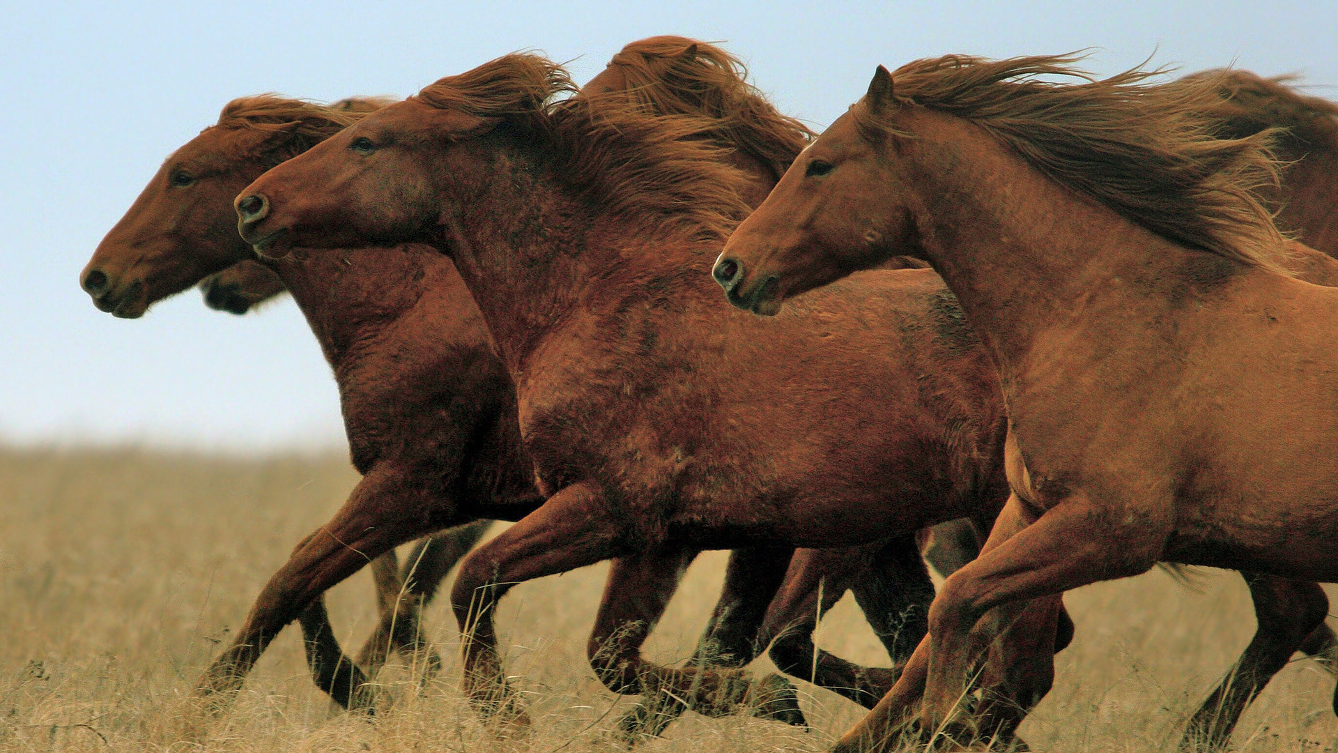 Running Horses Wallpaper