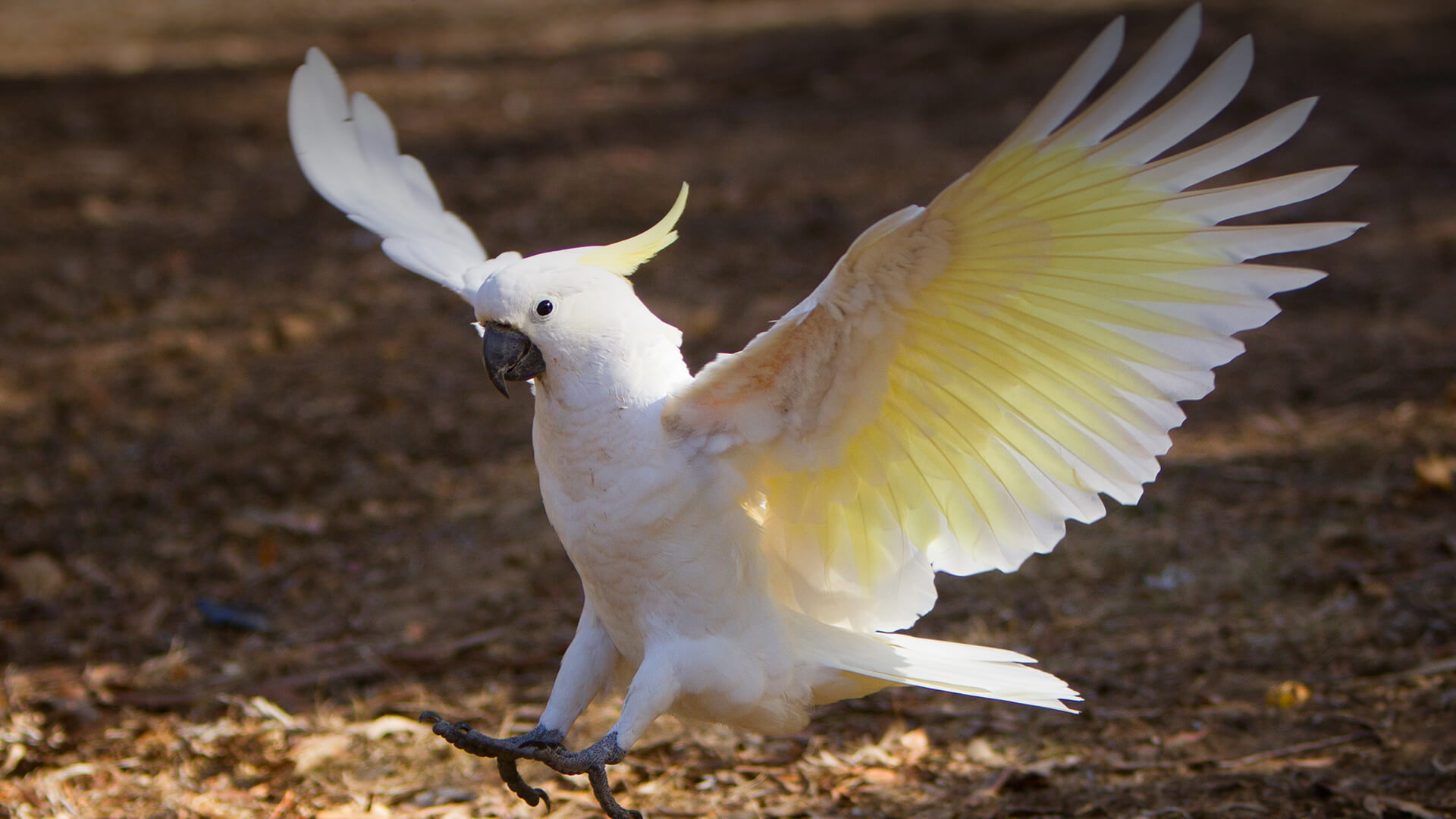 Cockatoo Wallpaper Animal Hq Pictures 4k