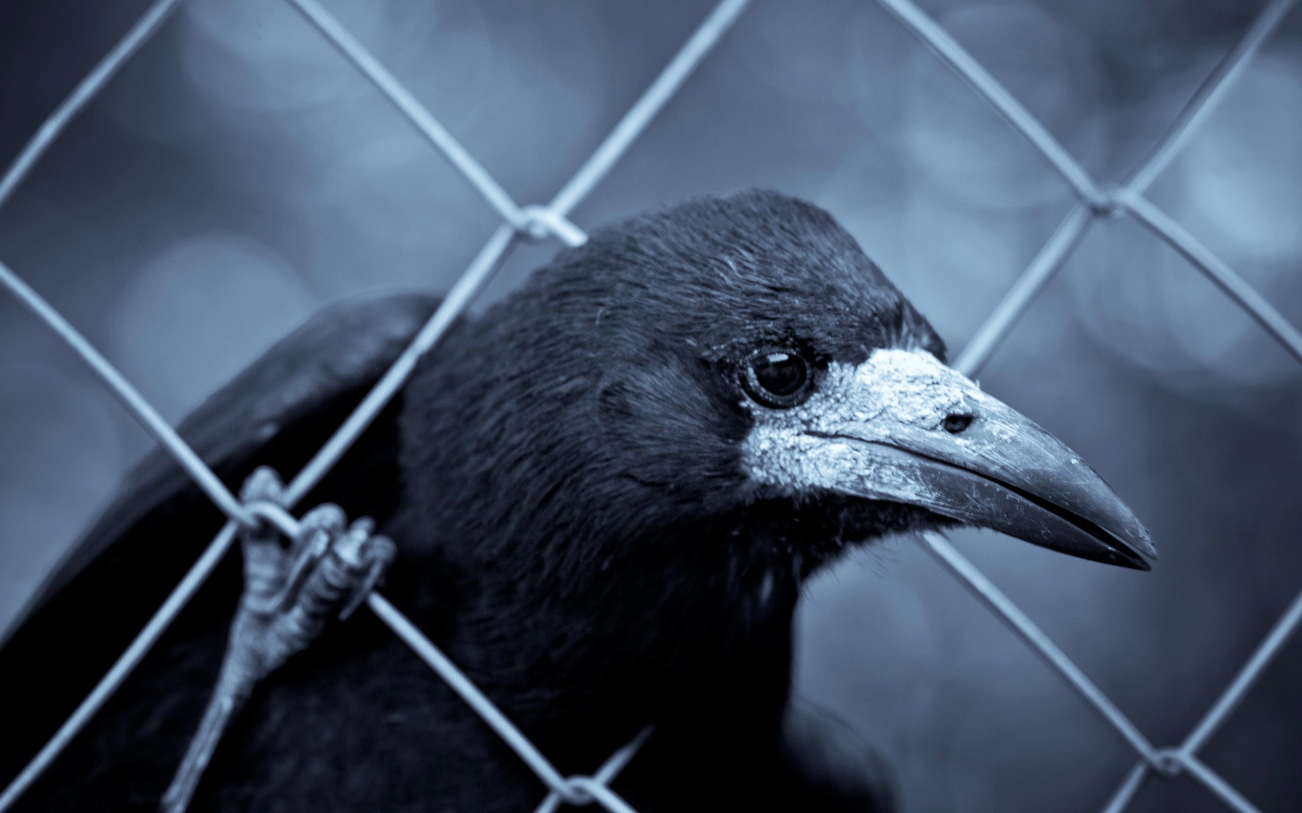Raven Wallpaper Animals Background Photo
