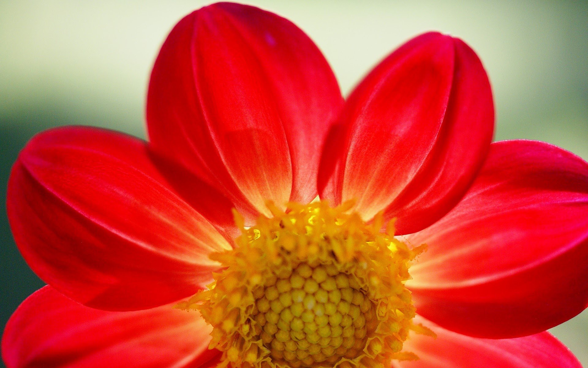 110 Amazing HD wallpapers of beautiful flowers
