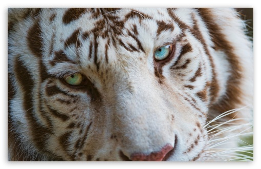 White Tiger Eyes HD wallpaper for Standard 43 54 Fullscreen UXGA XGA 510x330