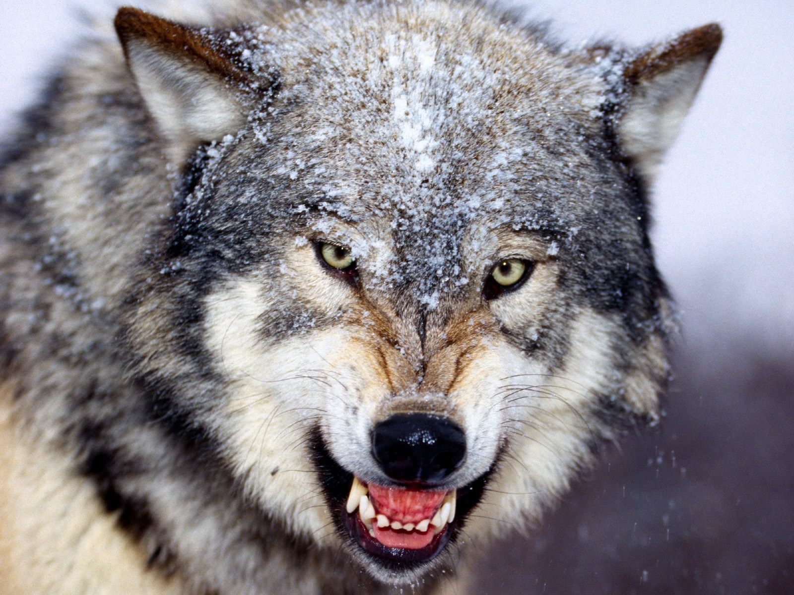 snarling gray wolf hd desktop wallpapers free download wolves images