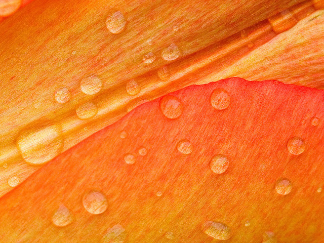 Black And White Wallpaper Orange Leaf Water Drops