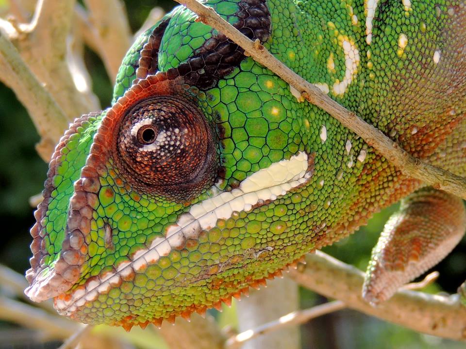 Nosy Mitsio Panther Chameleon HD Walls Find Wallpapers