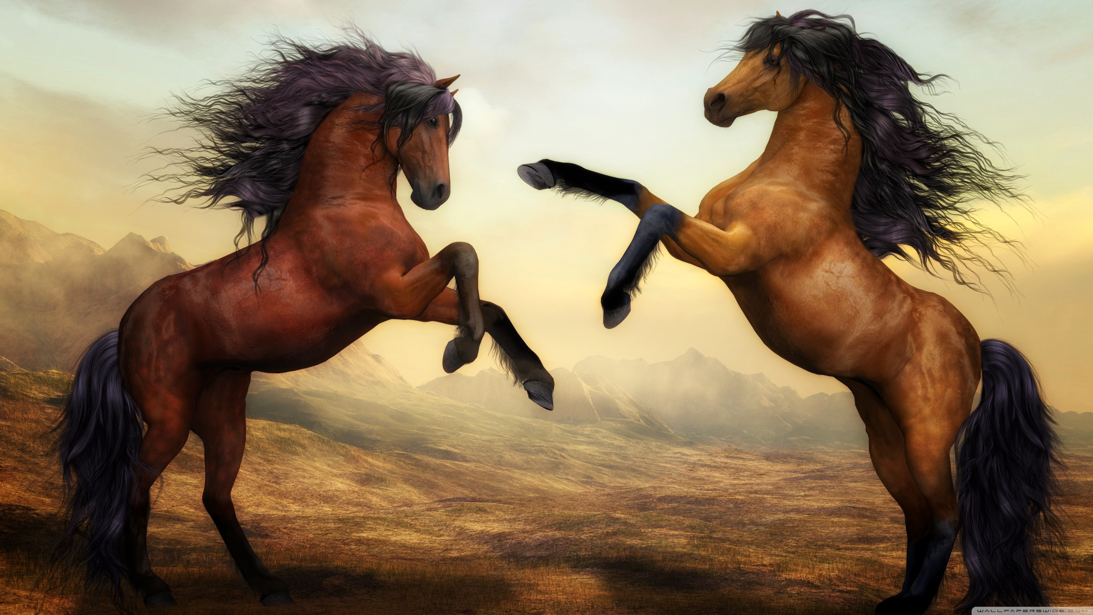 Two Beautiful Horses Fighting 4k HD Desktop Wallpaper For