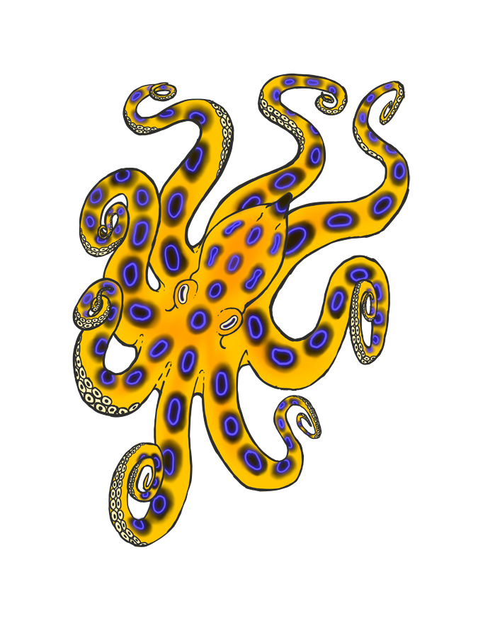 Blue Ringed Octopus Wallpaper Image Pictures Becuo