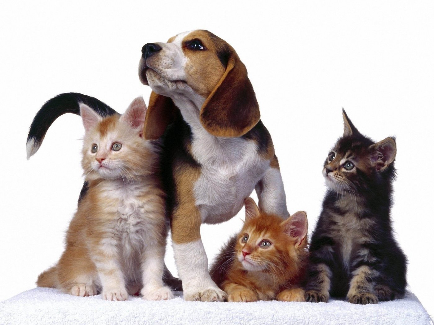 Pics Photos Funny Dogs And Cats Wallpaper