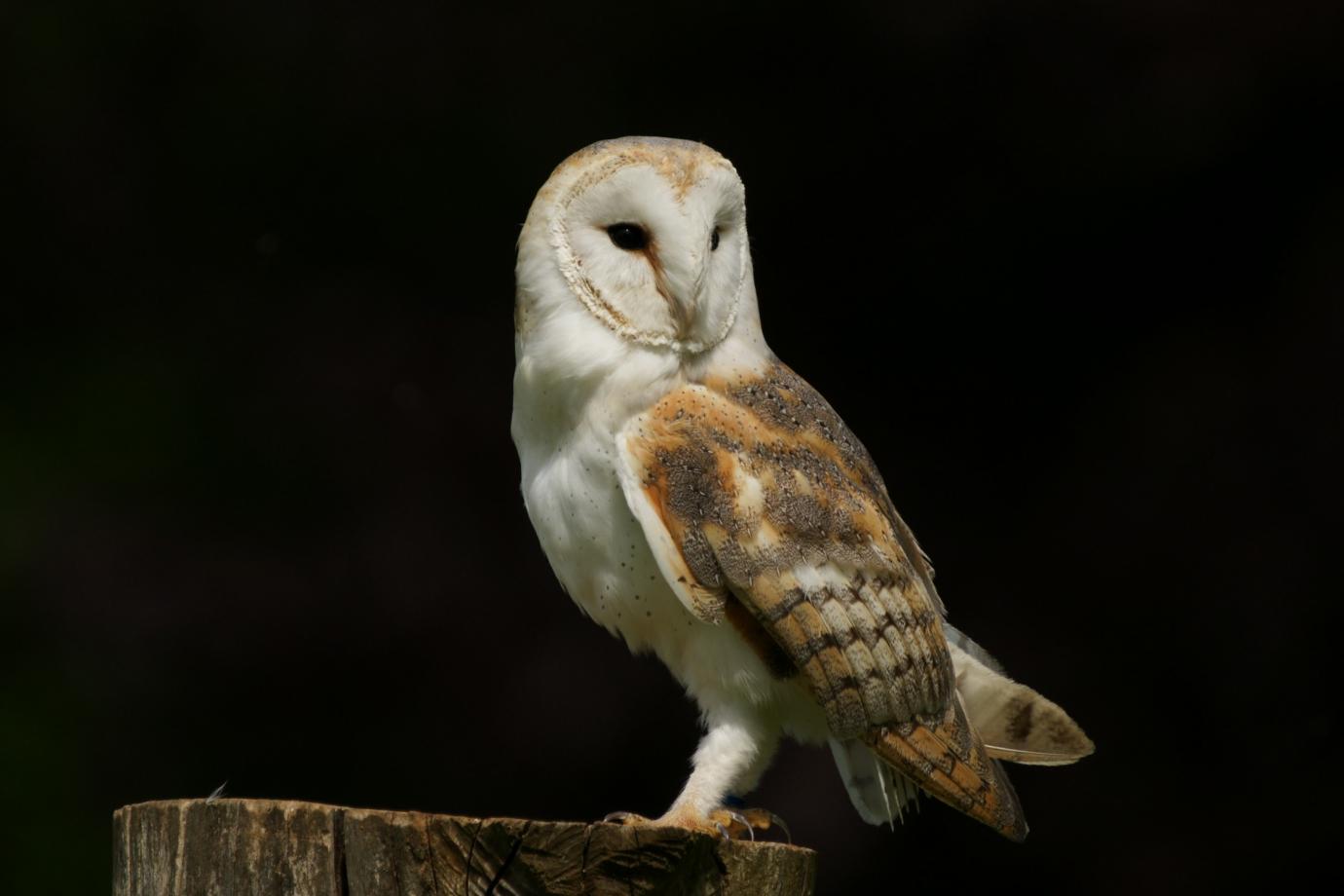 Barn Owl Facts Pictures Diet Breeding Habitat Behaviour