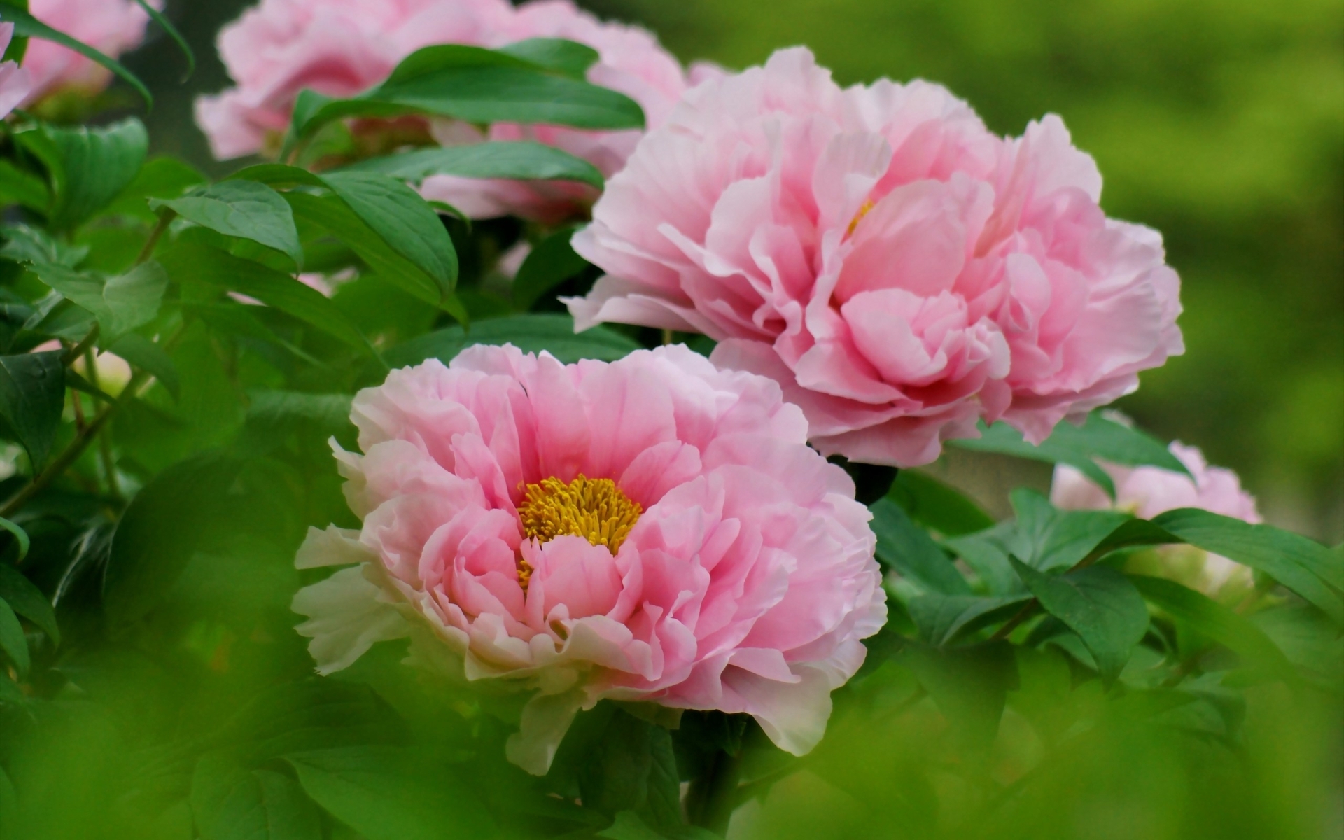 Peonies Wallpaper