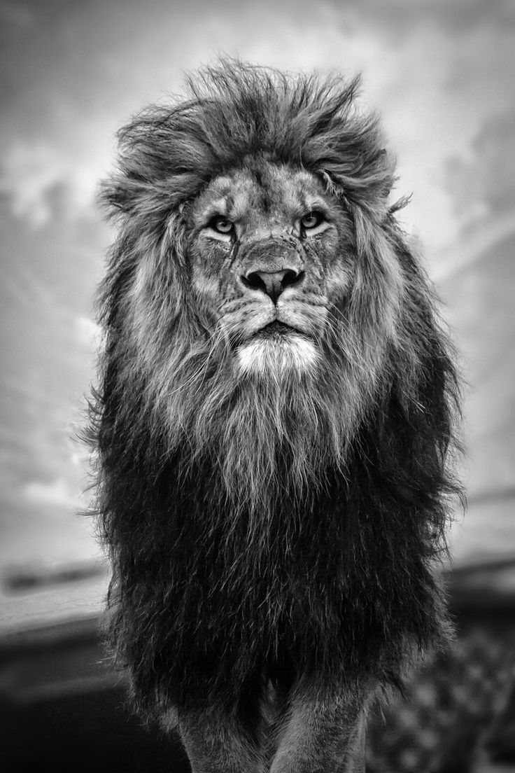 C719a2a101a4b17e5fdb54c11044d9f3 Wallpaper