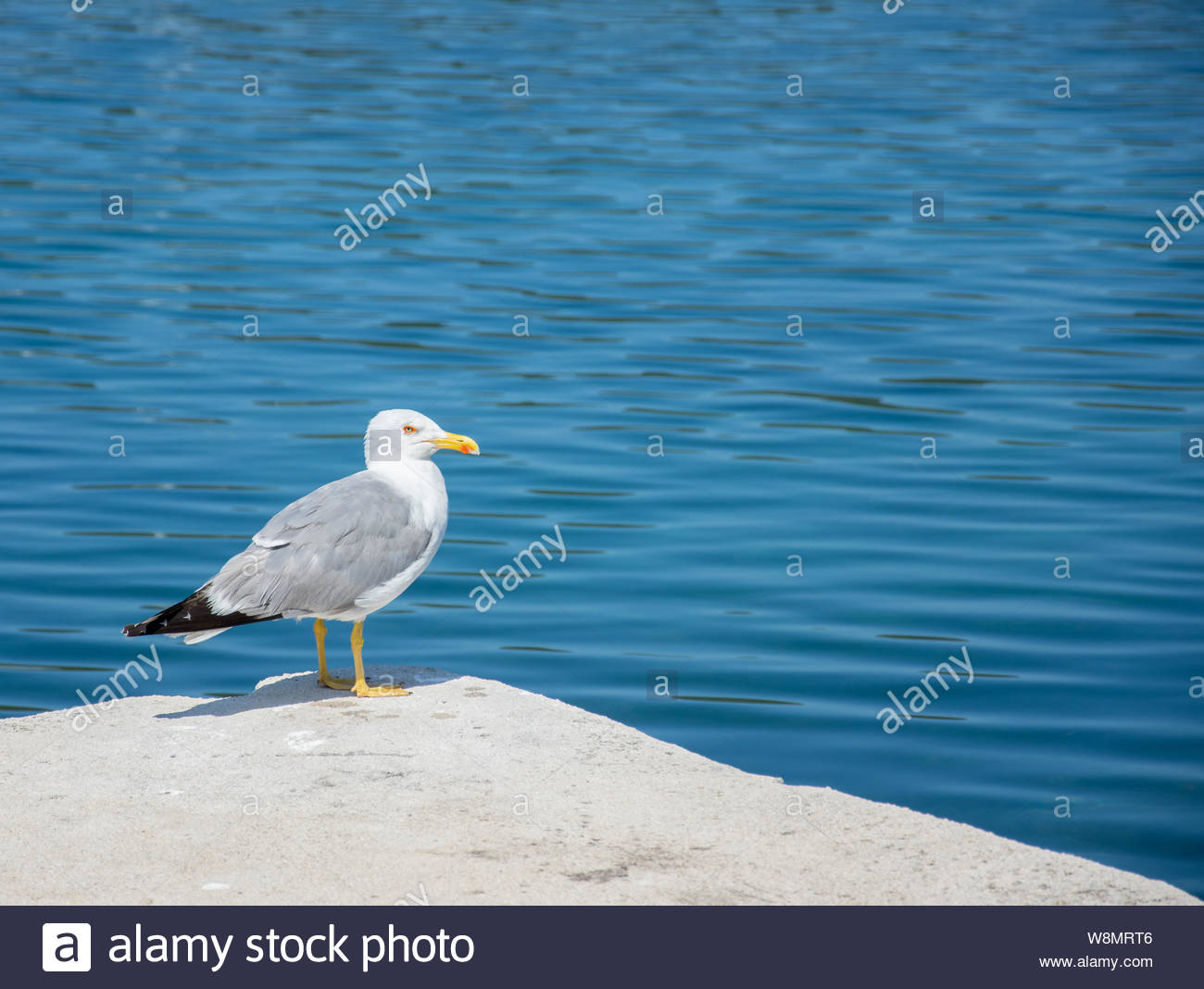 One seagull standing on the concrete pier with the background of 1300x1068