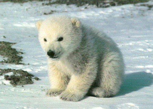 Cute Bears New Pictures Photos Funny And Animals