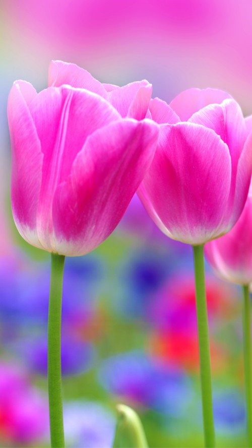 Apple iPhone Wallpaper With Pink Tulips Flower HD