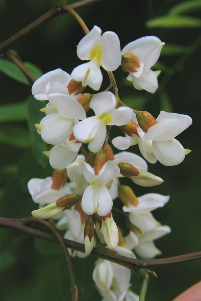Black Locust X Wallpaper