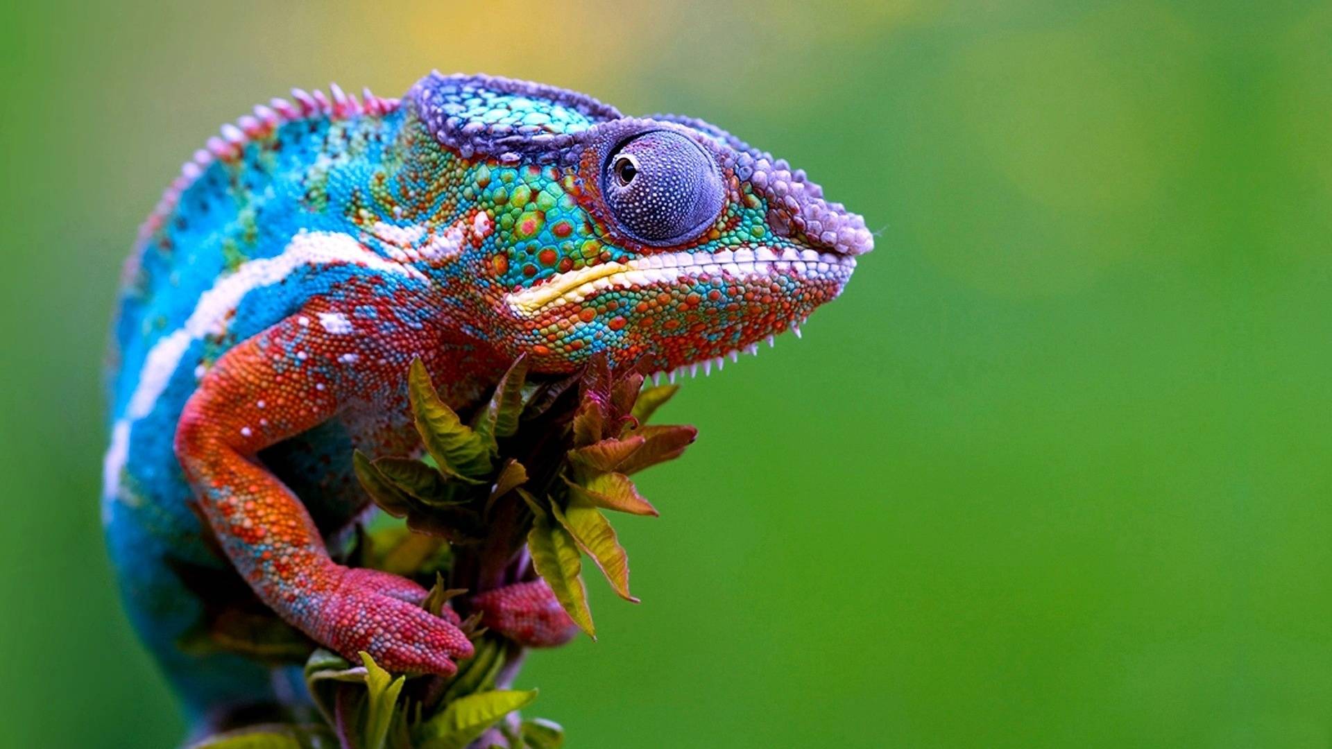 Colorful Male Chameleon Lizard Animal Lovers Wallpaper