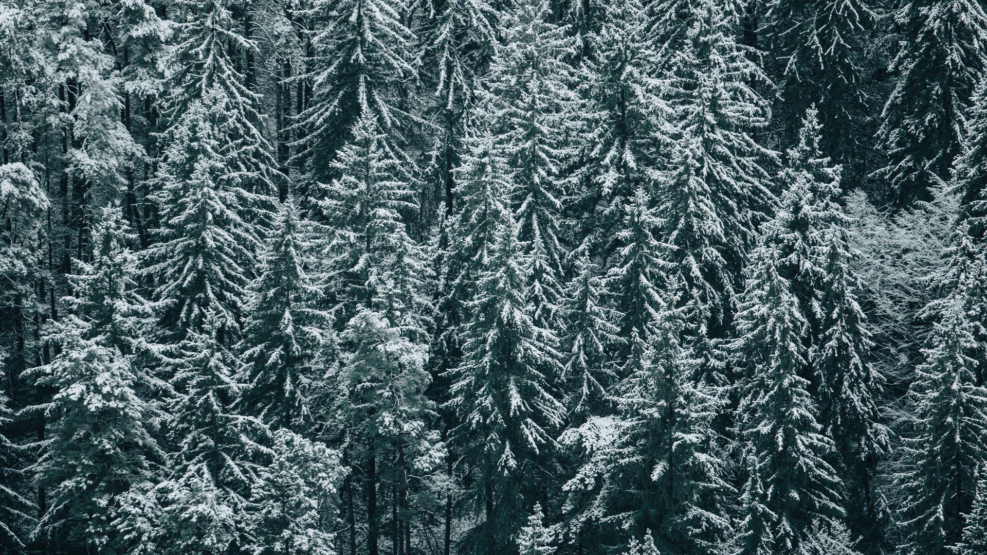 Wallpaper Snow Fir Winter Forest Trees Tree Desktop