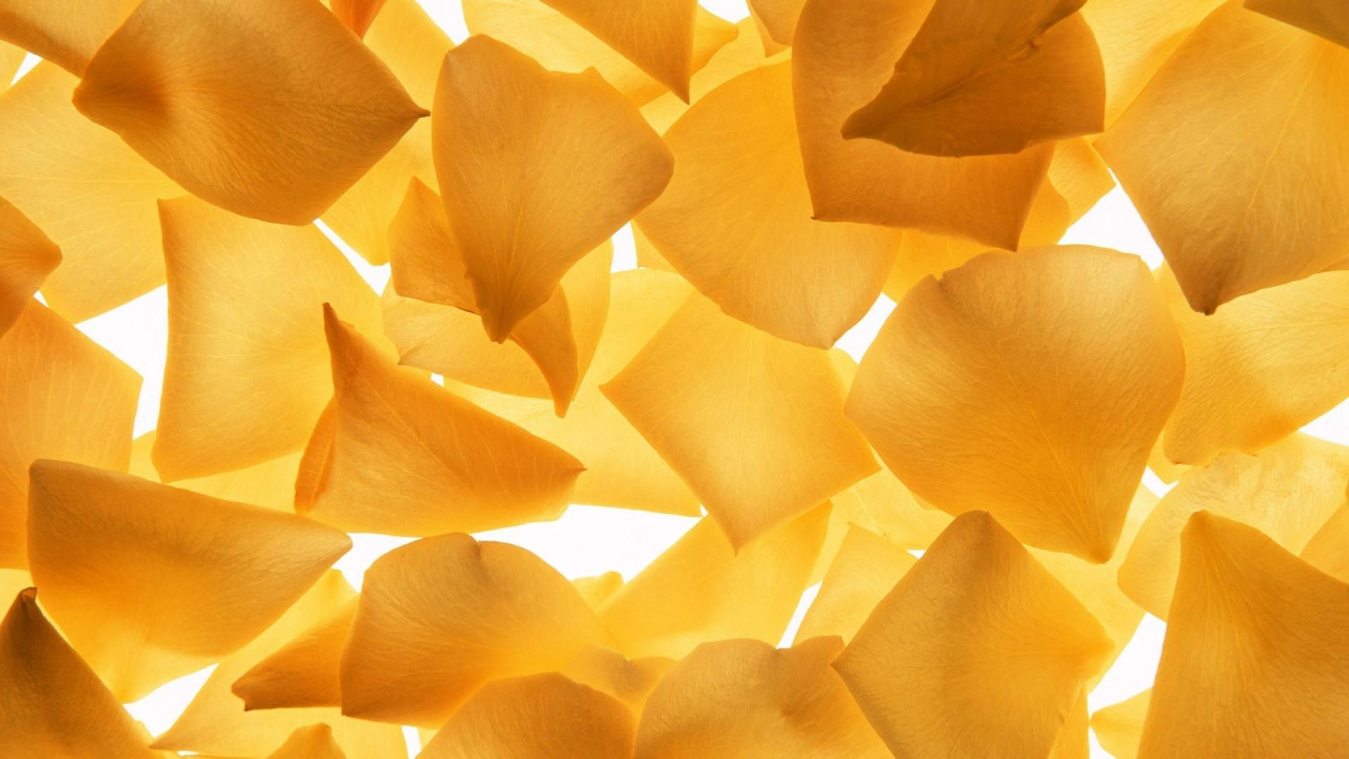 Close up yellow flower petals background wallpaper