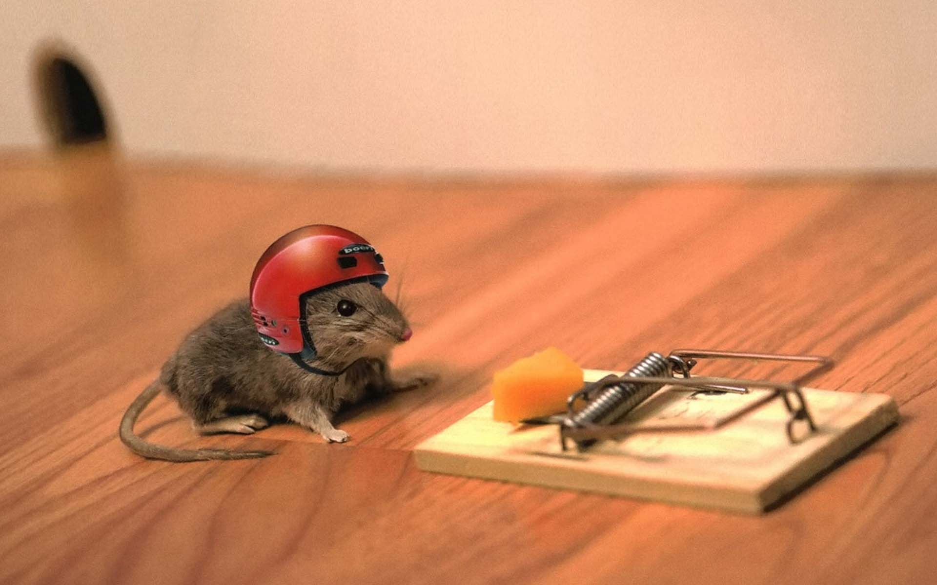 Funny Mouse Animal Wallpaper HD High Resolution