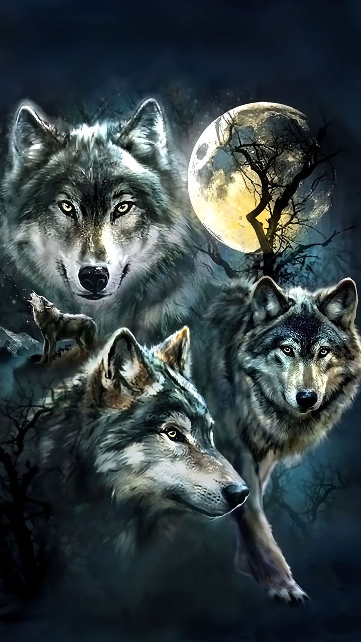 Wolf Background Image Awesome HD Wallpaper