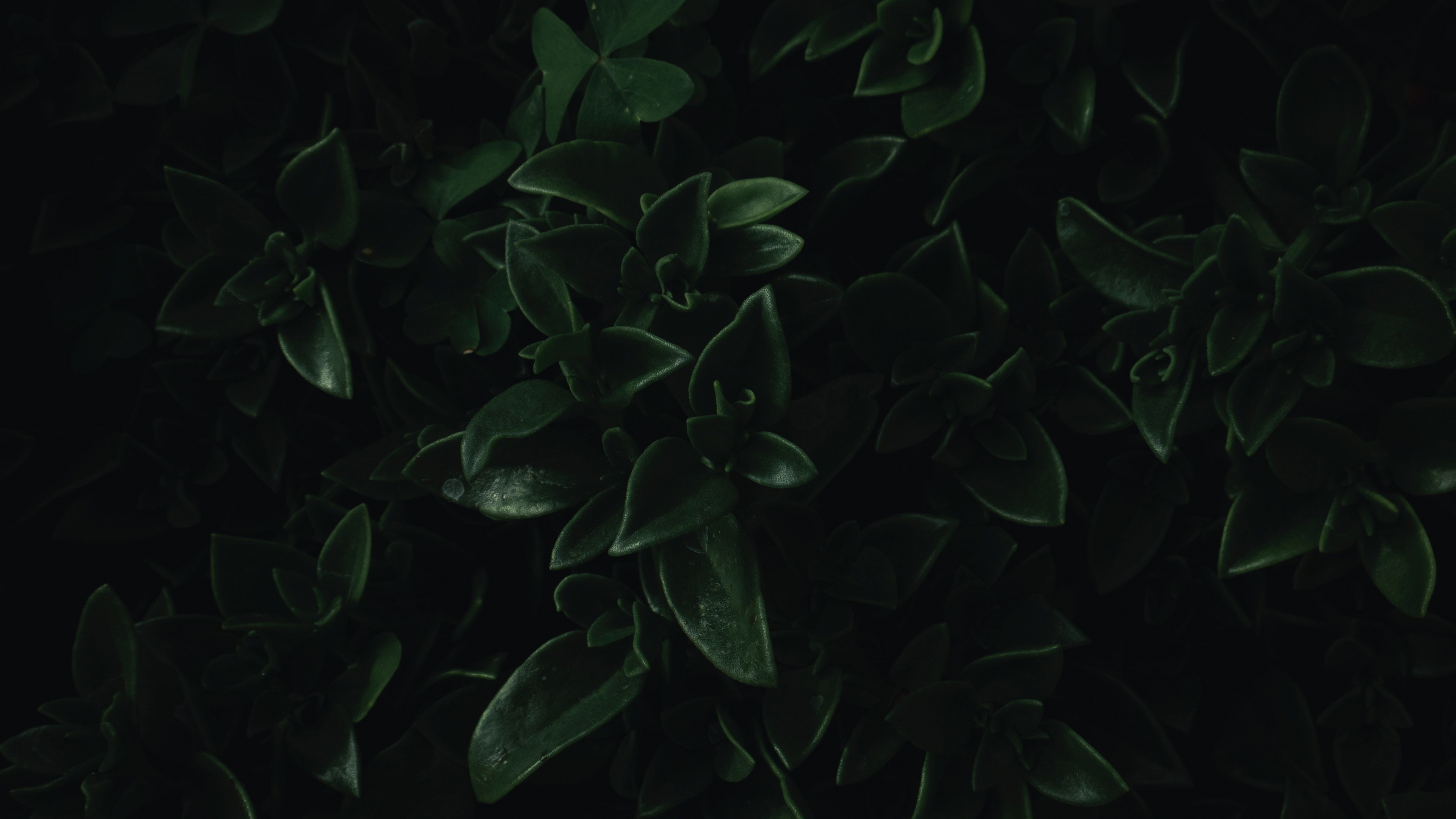 Green Leaves Close Up Dark Portrait 4k