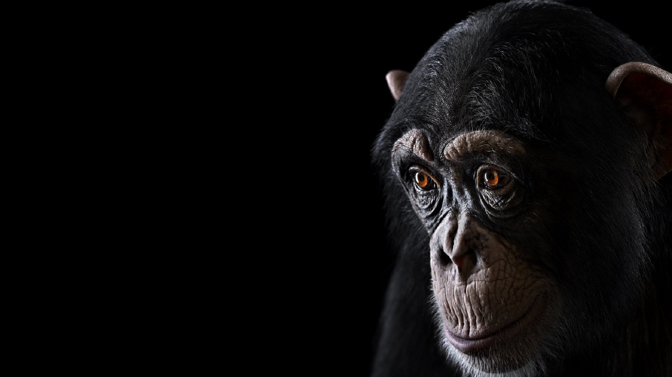 Amazing Wallpaper Of Chimpanzee Top Collection
