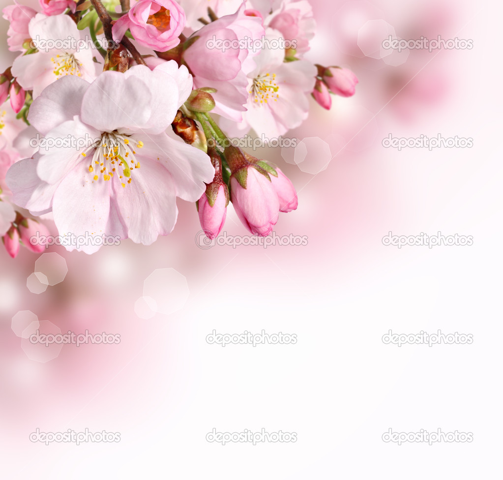Spring Blossom Border Background Drmt Cherry Macro
