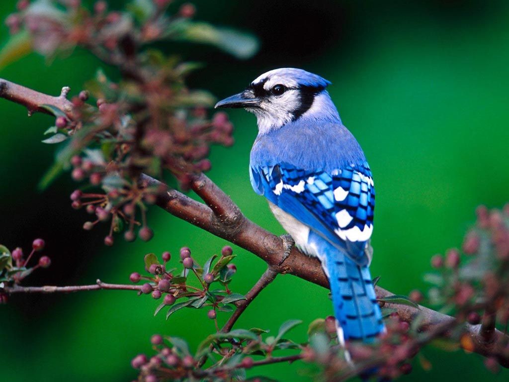 Blue Bird On Tree Branch Wallpaper kiyute80 1024x768