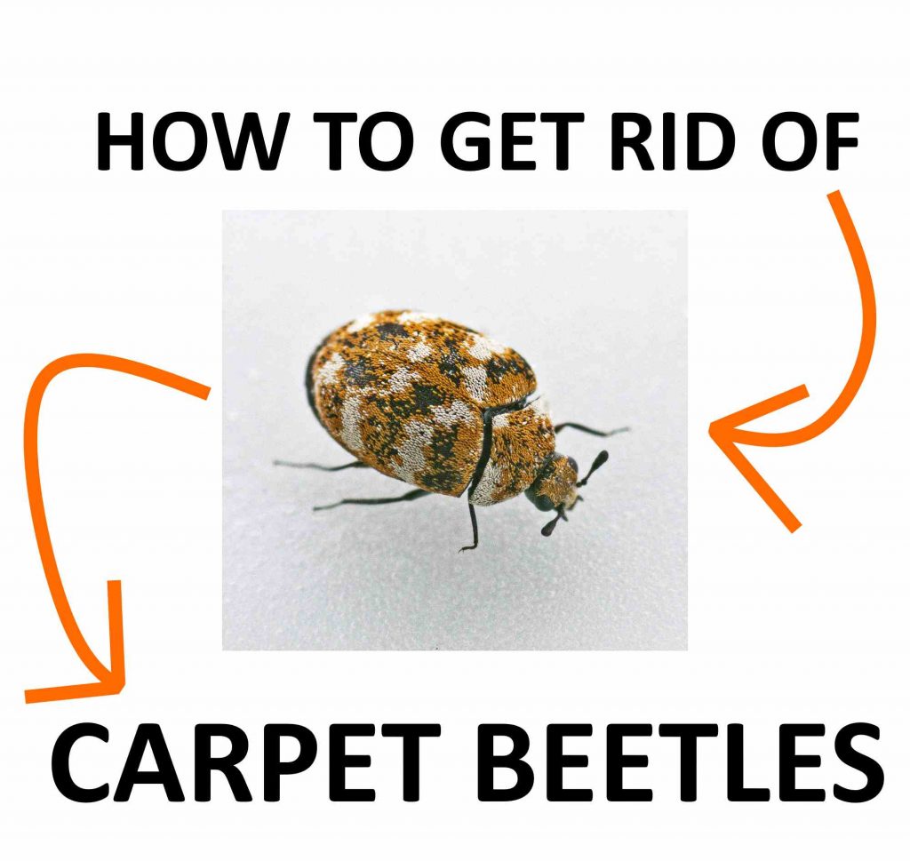 Get Rid Of Carpet Beetles Naturally And Fast Bugwiz Wallpaper