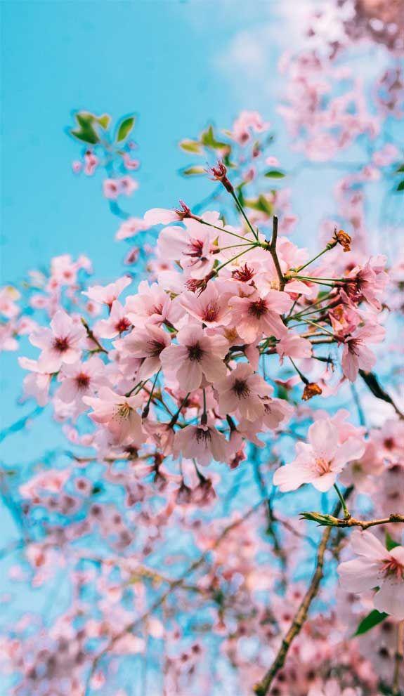42 pretty blossom iphone wallpapers iphone wallpapers wallpaper