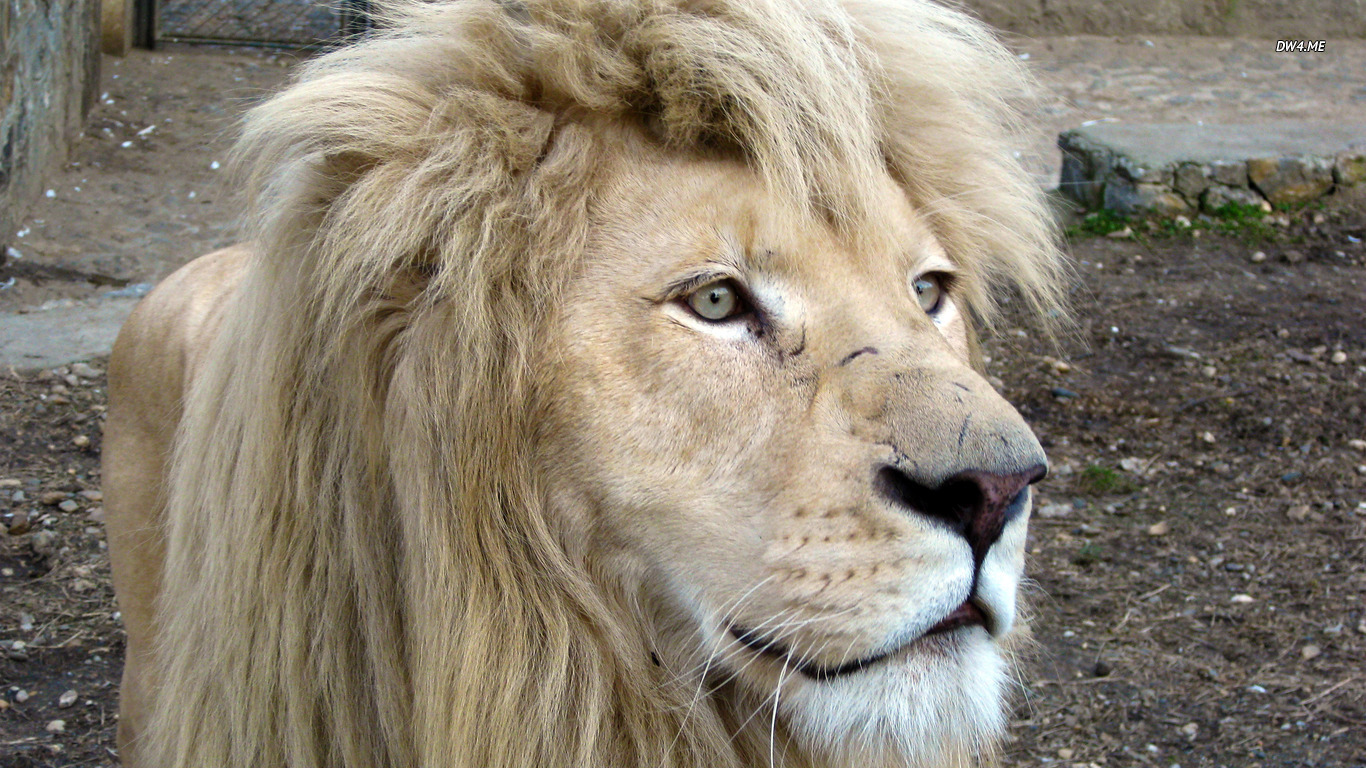 White Lion Wallpaper Animal
