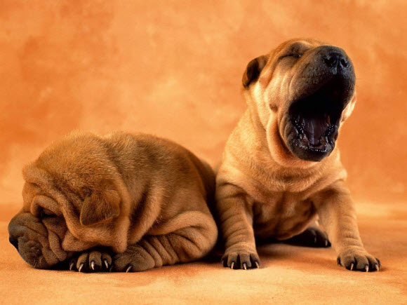 Dogs Wallpaper Pack Yawning Beast