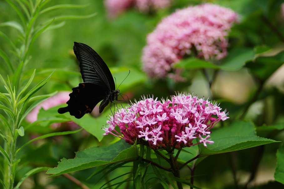 Black And Pink Butterfly Wallpaper Black Butterfly Wallpaper