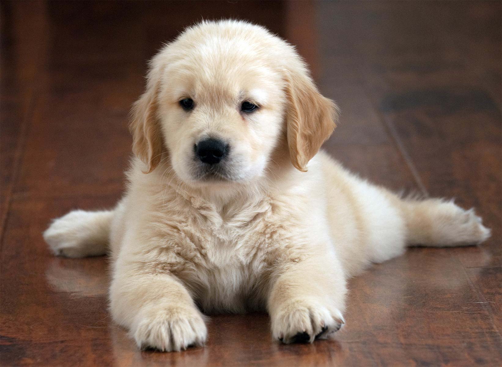 Buying A Puppy Wallpaper