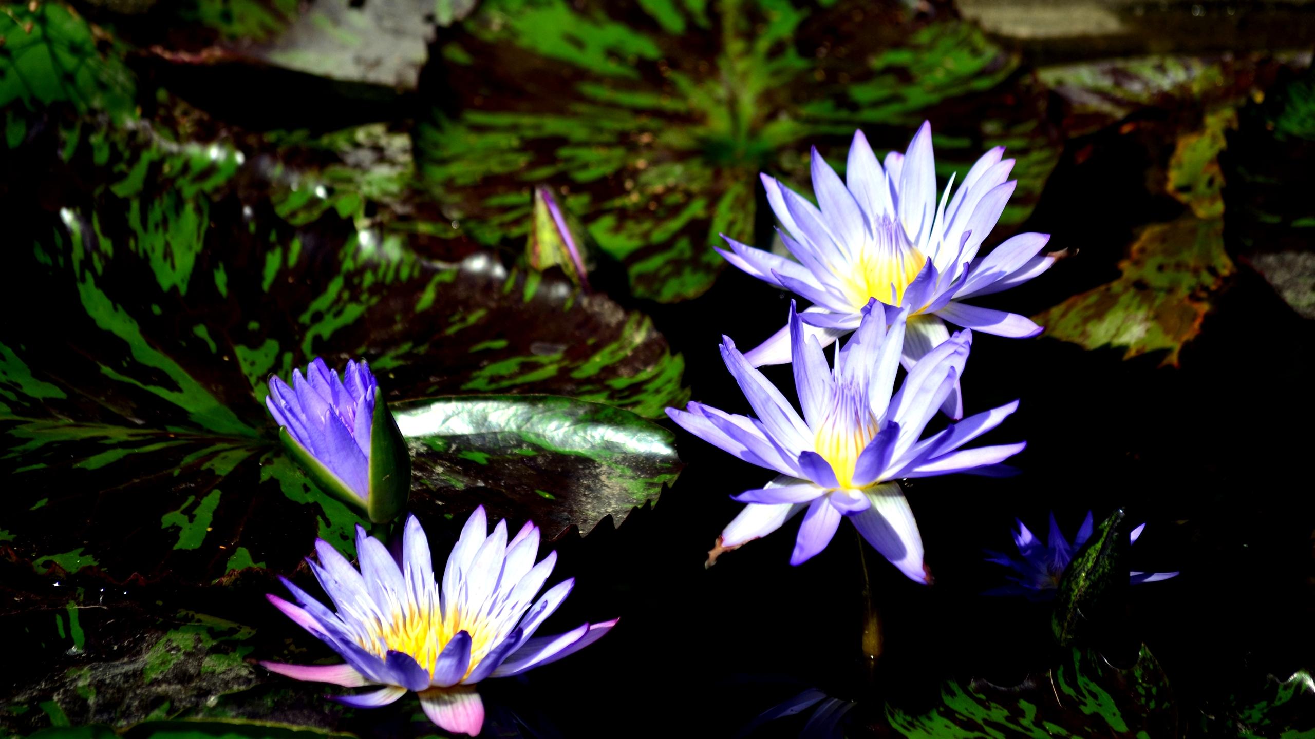 Beautiful Purple Lotus HD Wallpaper