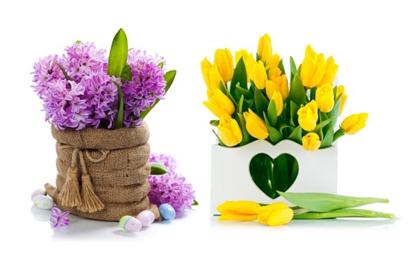 2560x1600 Wallpaper Tulips Flowers Yellow Sunny Spring Mood HD Walls