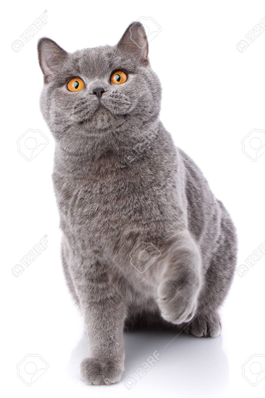 Gray Cat British Straight On A White Background Purebred
