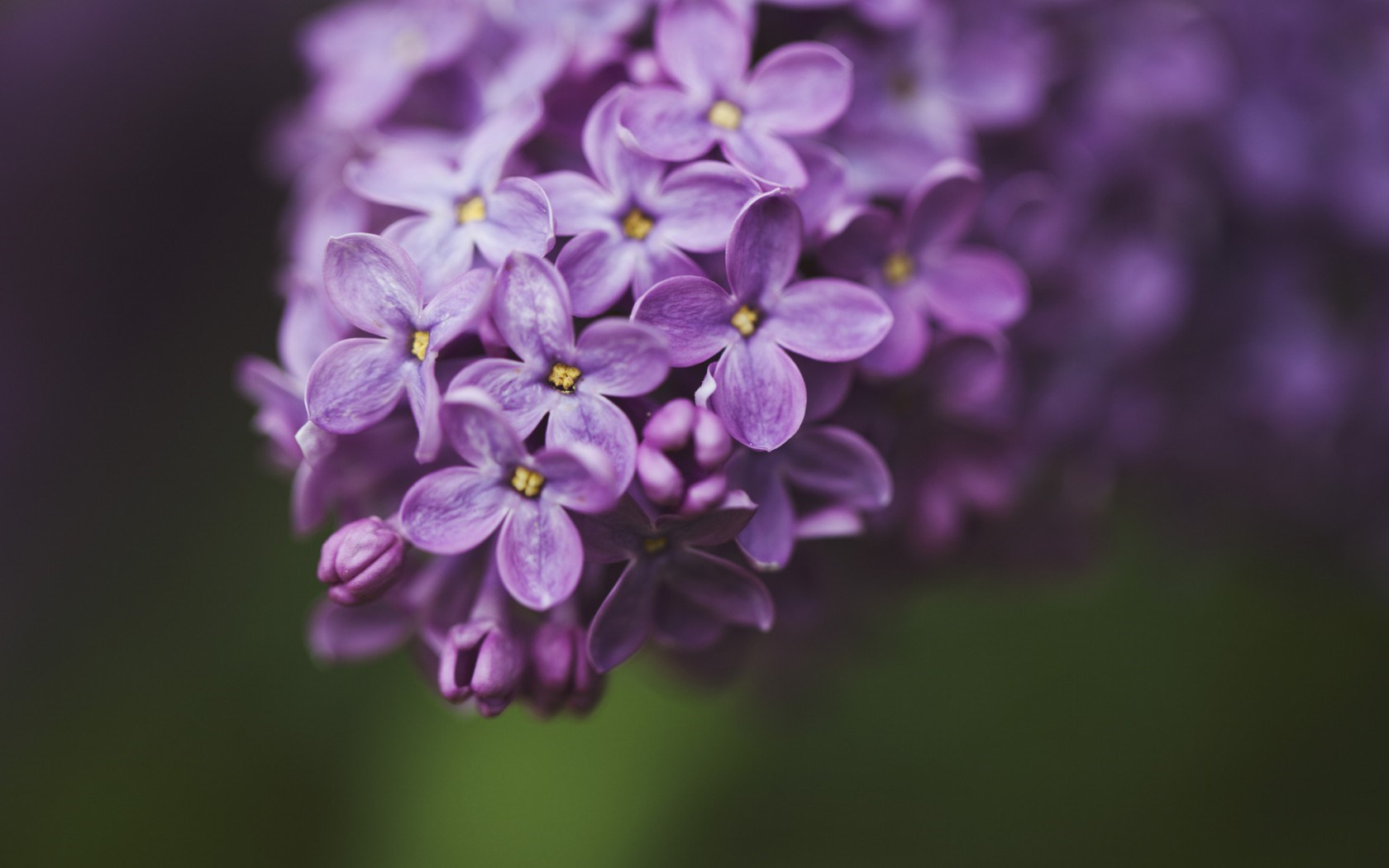Lilac Flowers Macro HD Desktop Wallpaper 4k