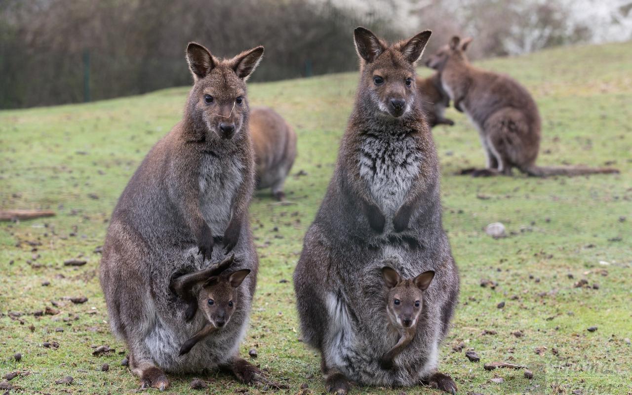 Animals Baby Kangaroos Wallpaper