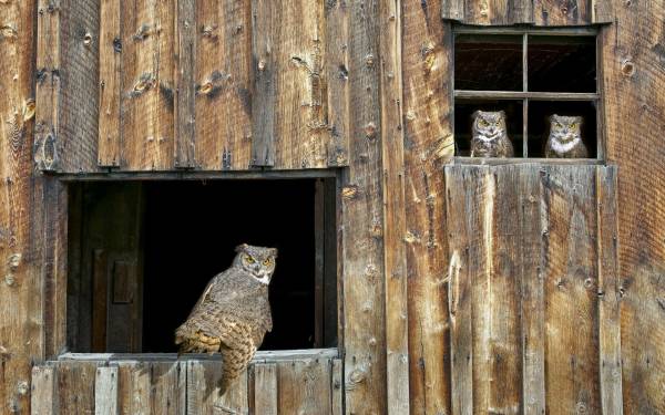 Animals Birds Barn Wood Owl Owls Desktop Wallpaper Hq
