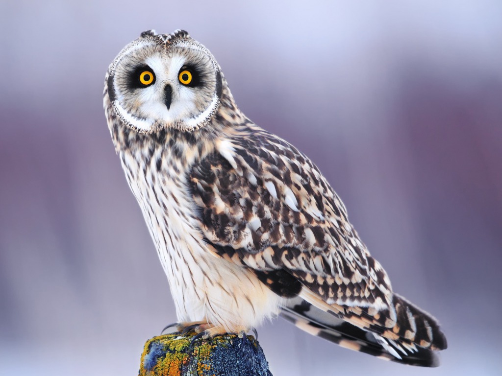Owl Wallpaper HD Pictures Image