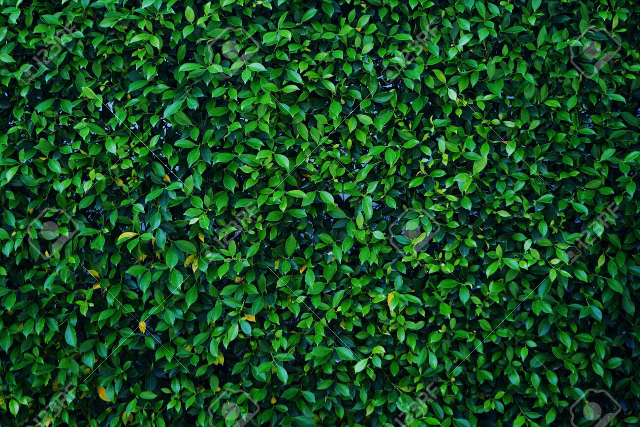 Green Leaves Background Nature Leaf Wall Texture Of The